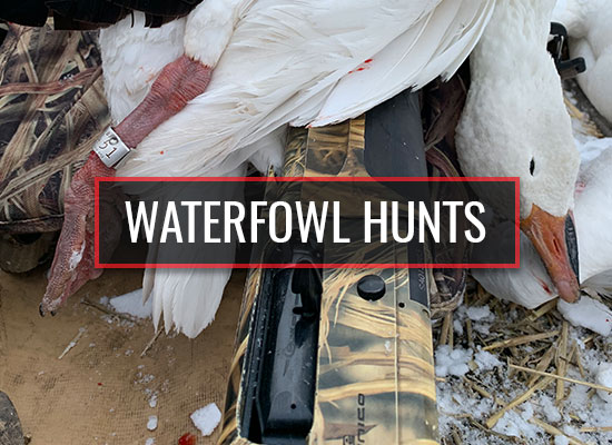 Waterfowl Hunts Michitoba Outfitting Waterfowl Hunts
