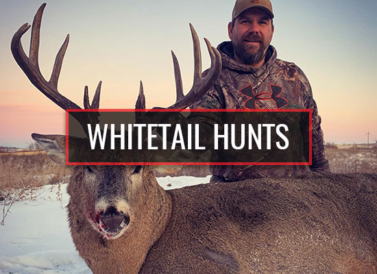 Whitetail Hunts Michitoba Outfitting Whitetail Hunts