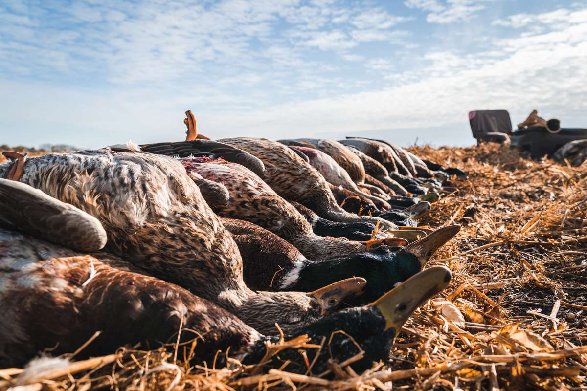 Manitoba Waterfowl Hunts Manitoba Waterfowl Hunts